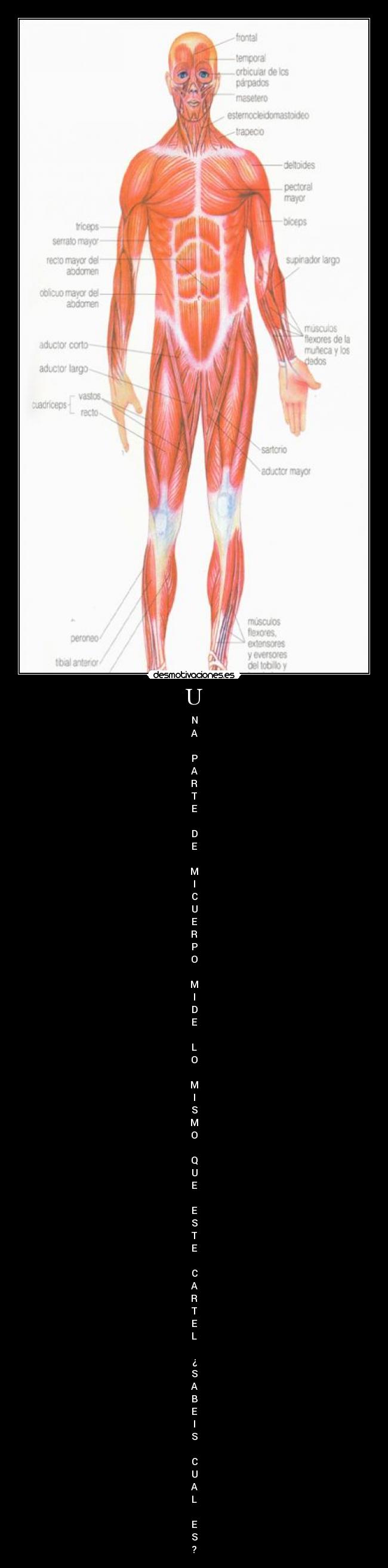 U - N
A

P
A
R
T
E

D
E

M
I
C
U
E
R
P
O

M
I
D
E

L
O

M
I
S
M
O

Q
U
E

E
S
T
E

C
A
R
T
E
L

¿
S
A
B
E
I
S

C
U
A
L

E
S
?