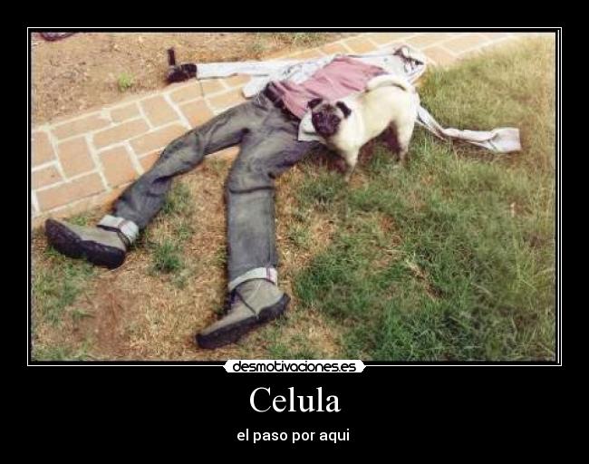 Celula - el paso por aqui 