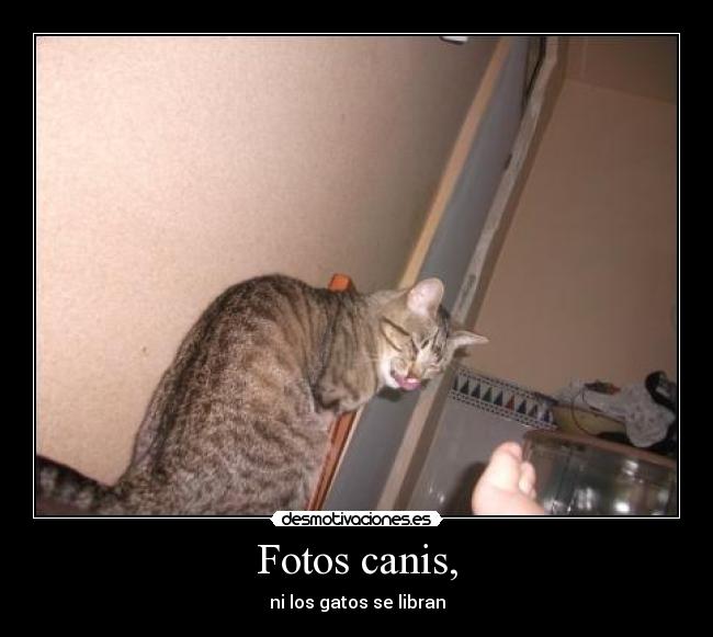 carteles aniita sponge desmotivaciones