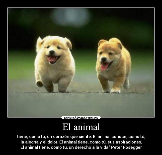 El animal - tiene, como tú, un corazón que siente. El animal conoce, como tú,
la alegría y el dolor. El animal tiene, como tú, sus aspiraciones.
El animal tiene, como tú, un derecho a la vida Peter Rosegger