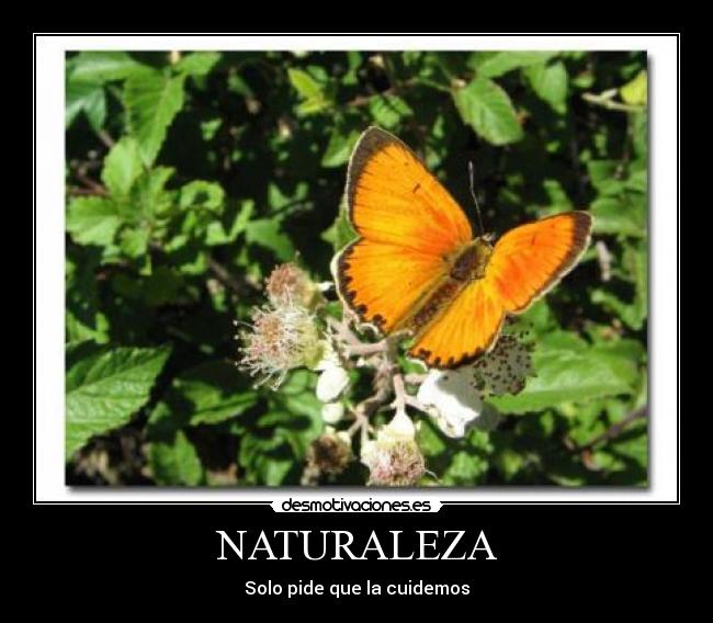 NATURALEZA - Solo pide que la cuidemos