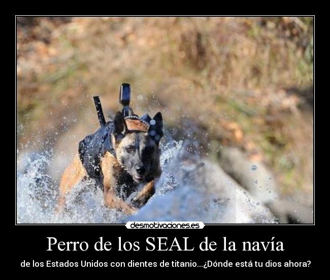 Perro de los SEAL de la navía - de los Estados Unidos con dientes de titanio...¿Dónde está tu dios ahora?