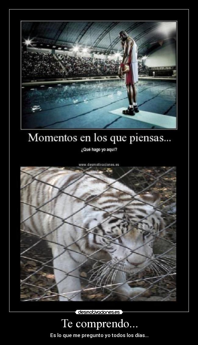 carteles comprendo desmotivaciones