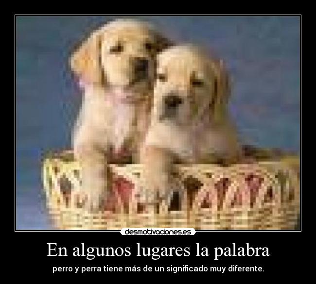 En algunos lugares la palabra - perro y perra tiene más de un significado muy diferente.
