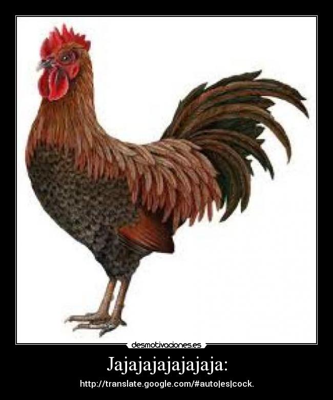Jajajajajajajaja: -