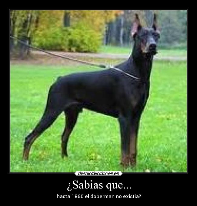 ¿Sabias que... -