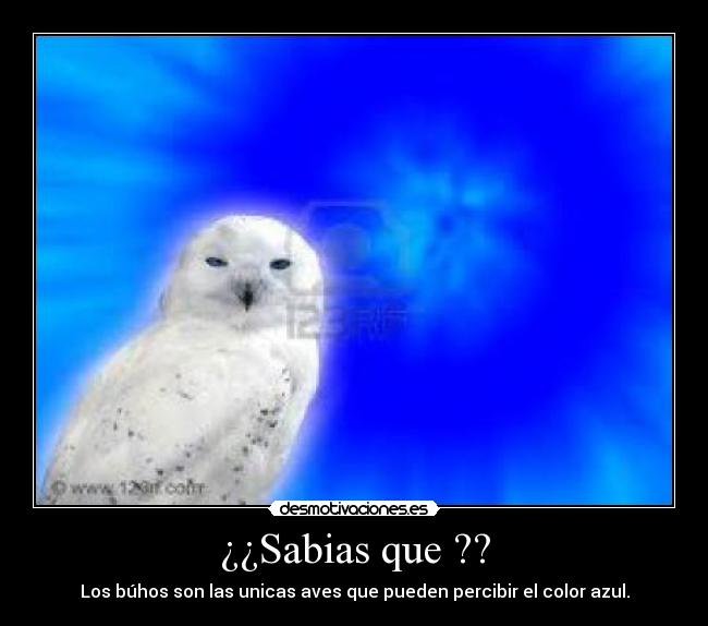 ¿¿Sabias que ?? - Los búhos son las unicas aves que pueden percibir el color azul.