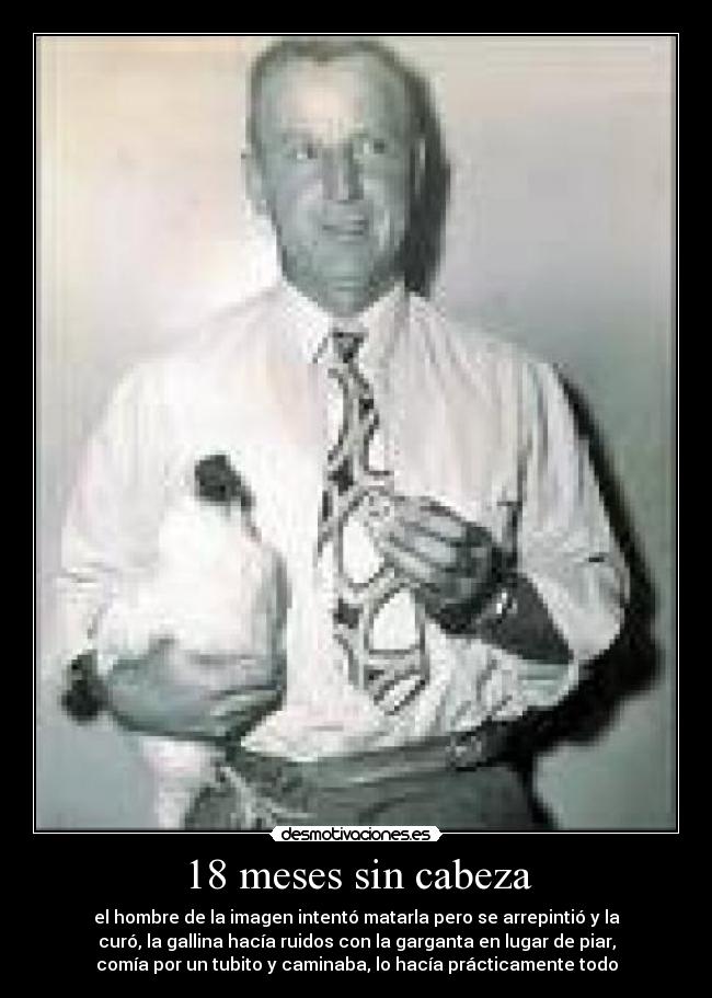 18 meses sin cabeza - el hombre de la imagen intentó matarla pero se arrepintió y la
curó, la gallina hacía ruidos con la garganta en lugar de piar,
comía por un tubito y caminaba, lo hacía prácticamente todo