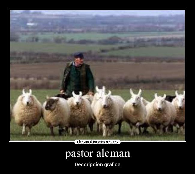 pastor aleman - Descripción grafica