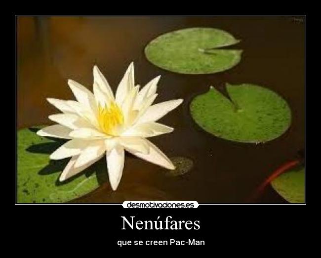 Nenúfares -