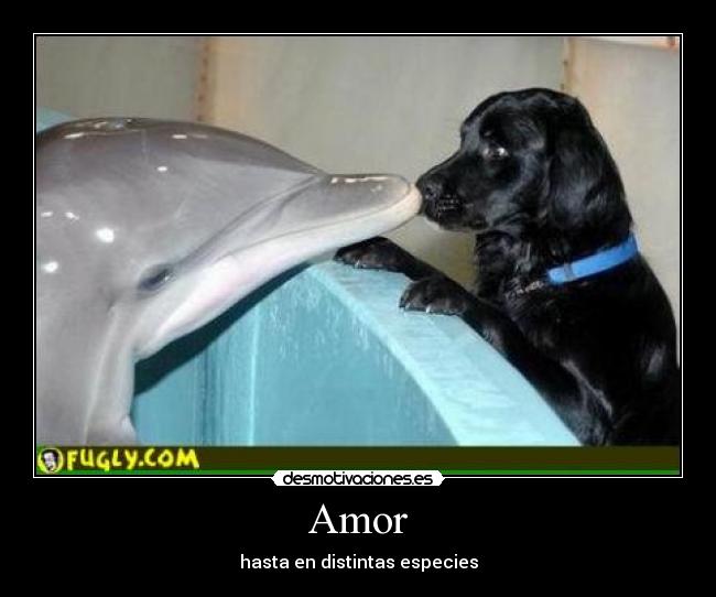 Amor - hasta en distintas especies