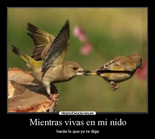 Mientras vivas en mi nido - harás lo que yo te diga
