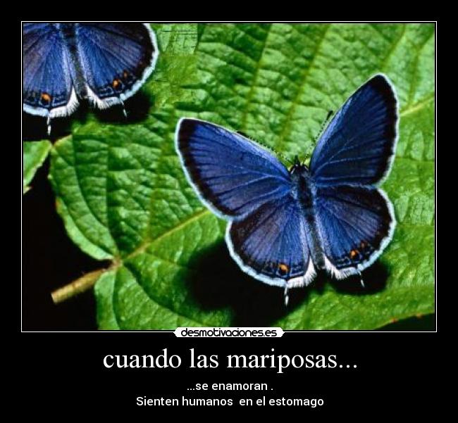 cuando las mariposas... - ...se enamoran♥.
Sienten humanos en el estomago