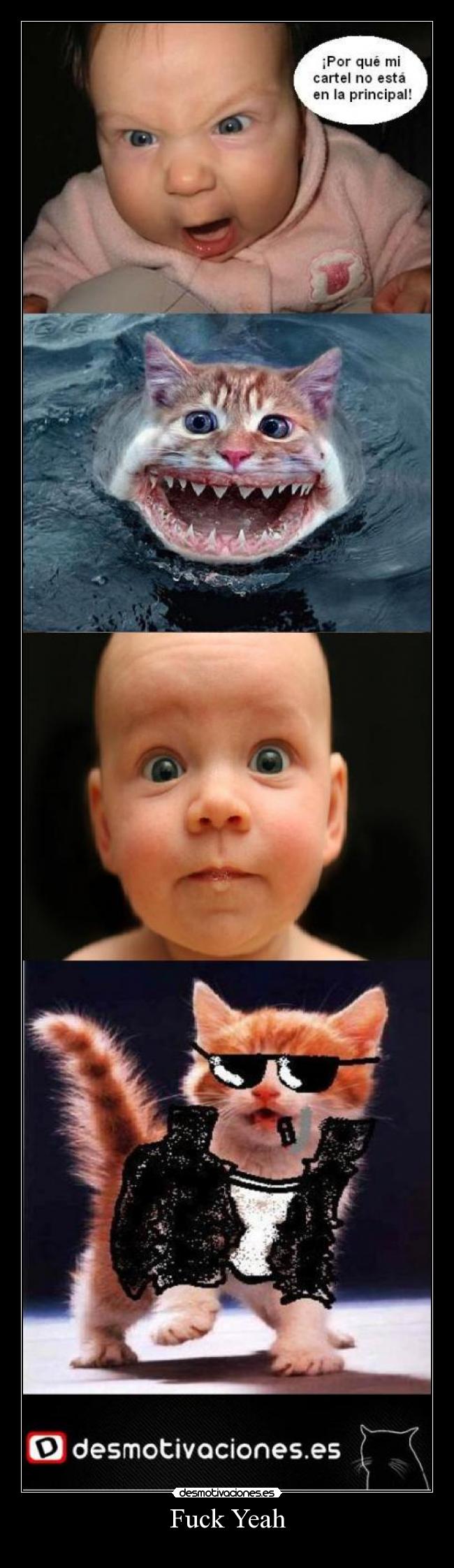 carteles waltfuckyeahgatobebe desmotivaciones