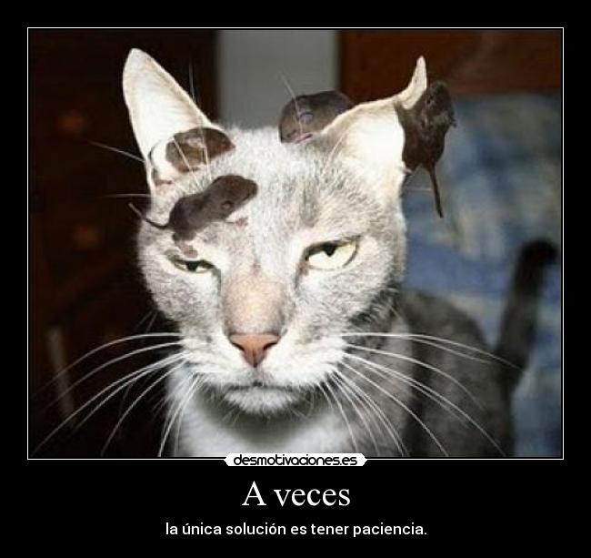 carteles gato desmotivaciones