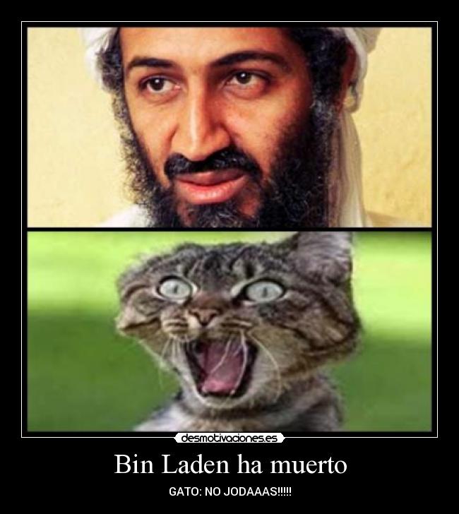 Bin Laden ha muerto - GATO: NO JODAAAS!!!!!