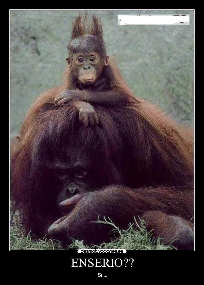 ENSERIO?? - Si....