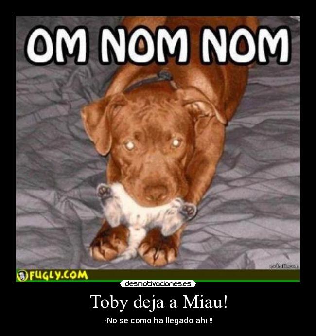 Toby deja a Miau! - -No se como ha llegado ahí !!