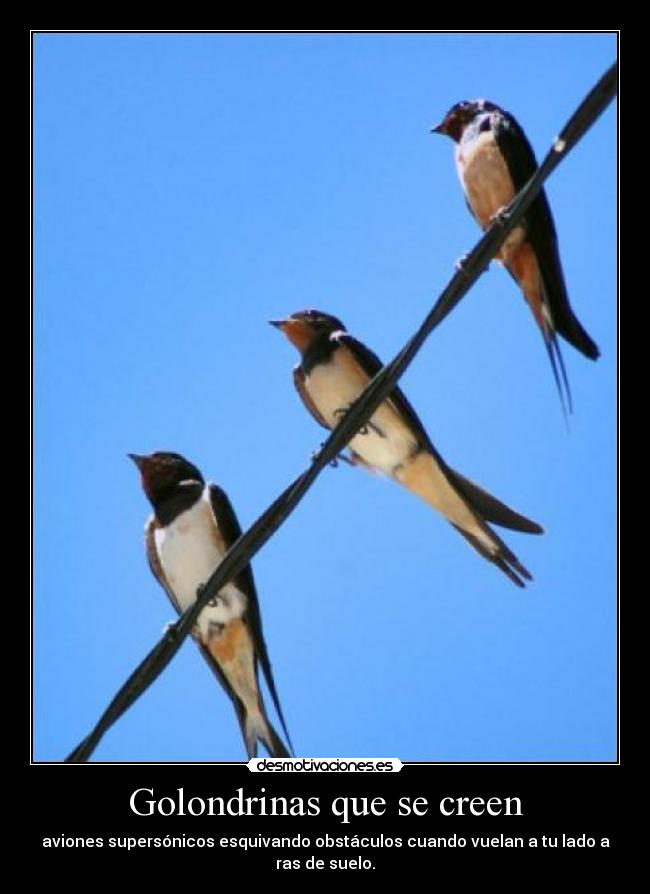 carteles golondrinas aviones supersonicos obstaculos desmotivaciones