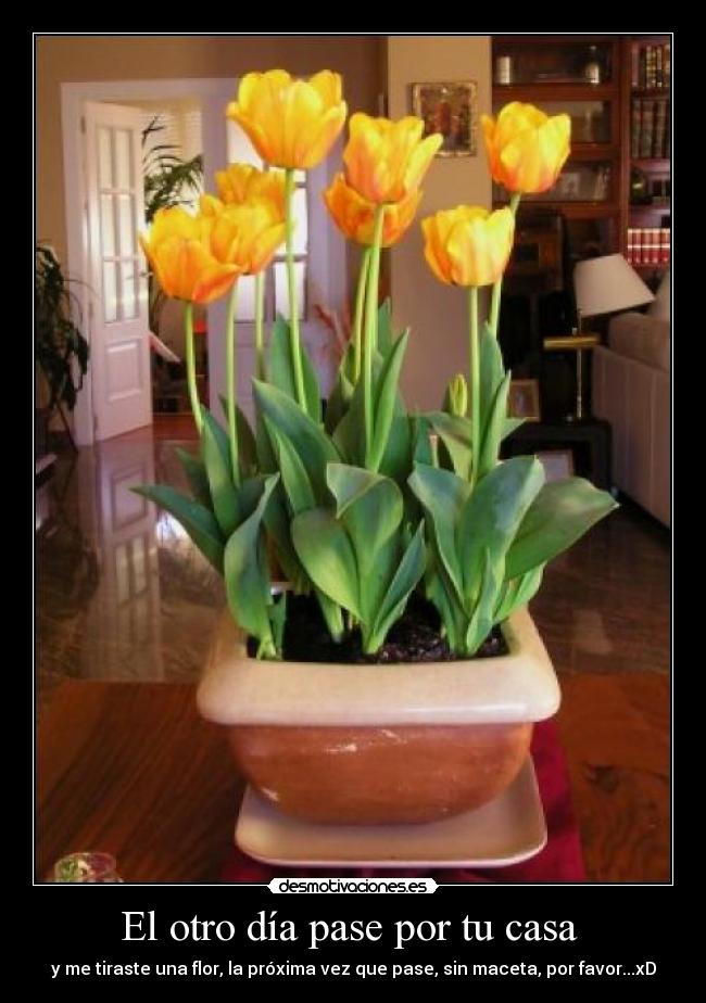 El otro día pase por tu casa  - 
