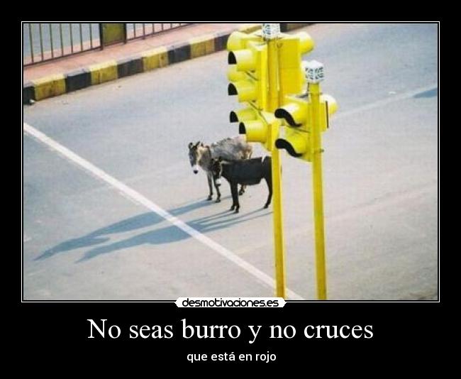 No seas burro y no cruces - que está en rojo