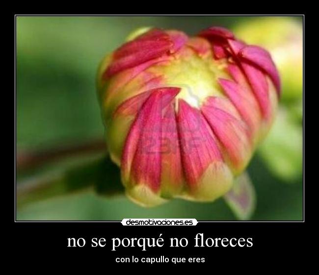 no se porqué no floreces -