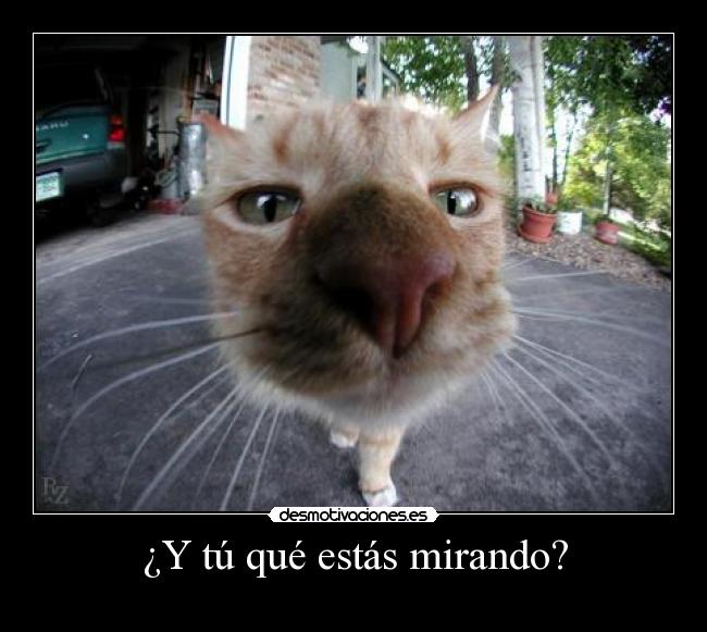 ¿Y tú qué estás mirando? -