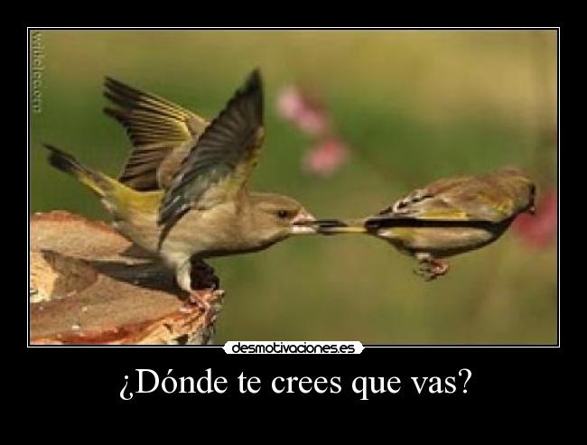 ¿Dónde te crees que vas? -