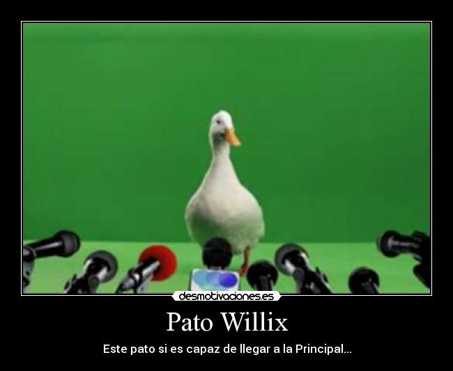 Pato Willix -