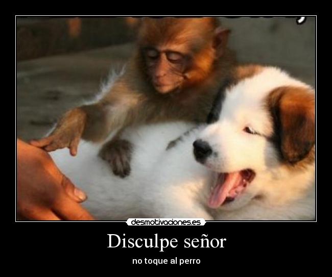 Disculpe señor -