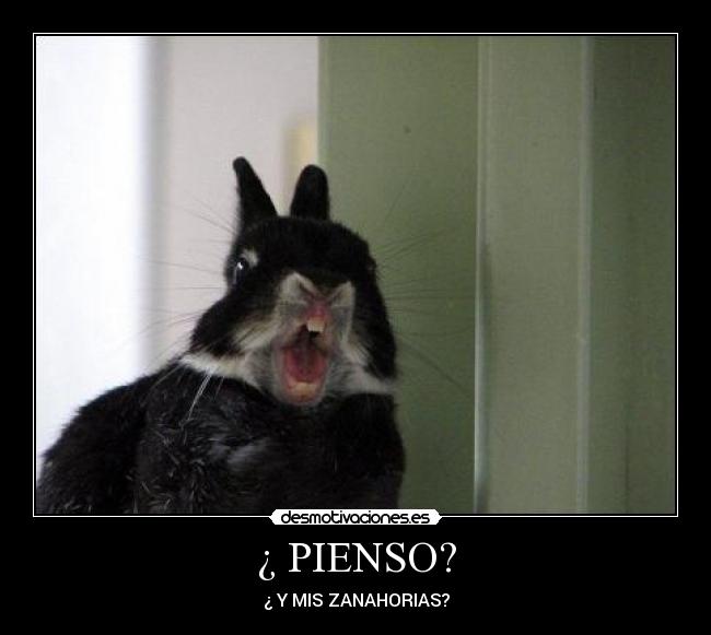 carteles conejos animales humor desmotivaciones