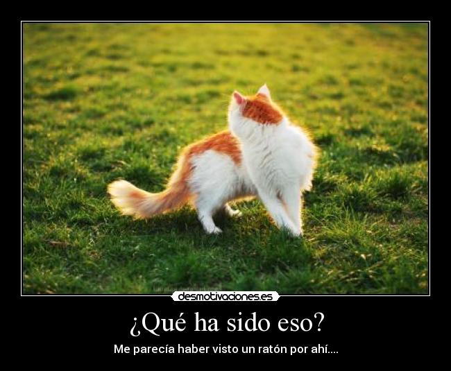 carteles gato desmotivaciones