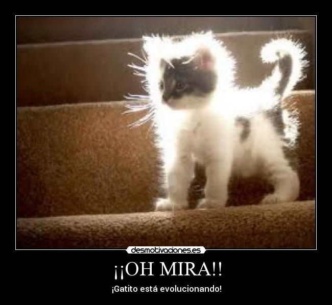 ¡¡OH MIRA!! - ¡Gatito está evolucionando!