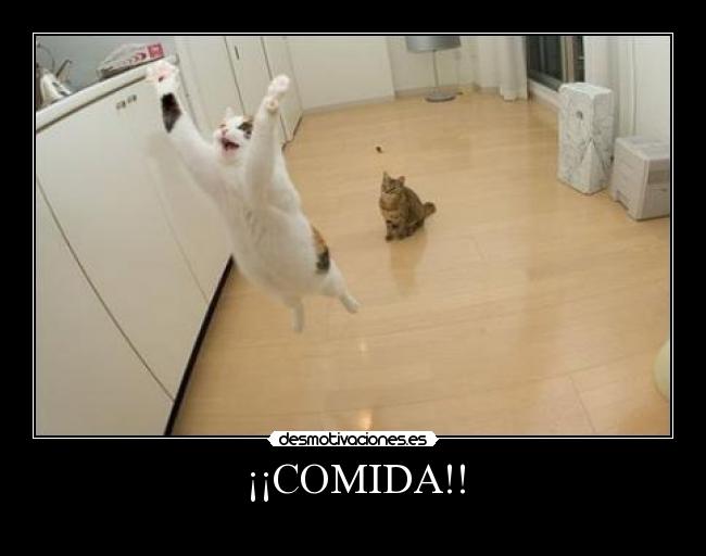 ¡¡COMIDA!! - 