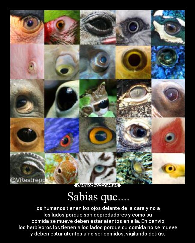 Sabias que.... -