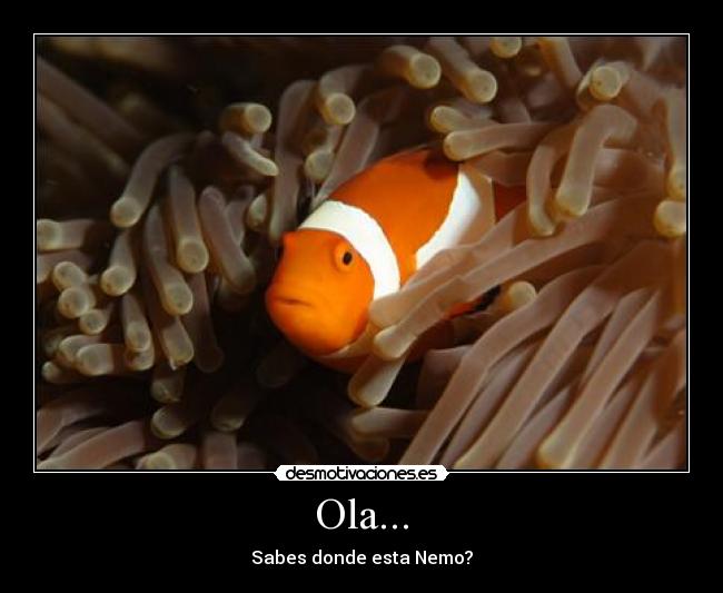 Ola... - Sabes donde esta Nemo?