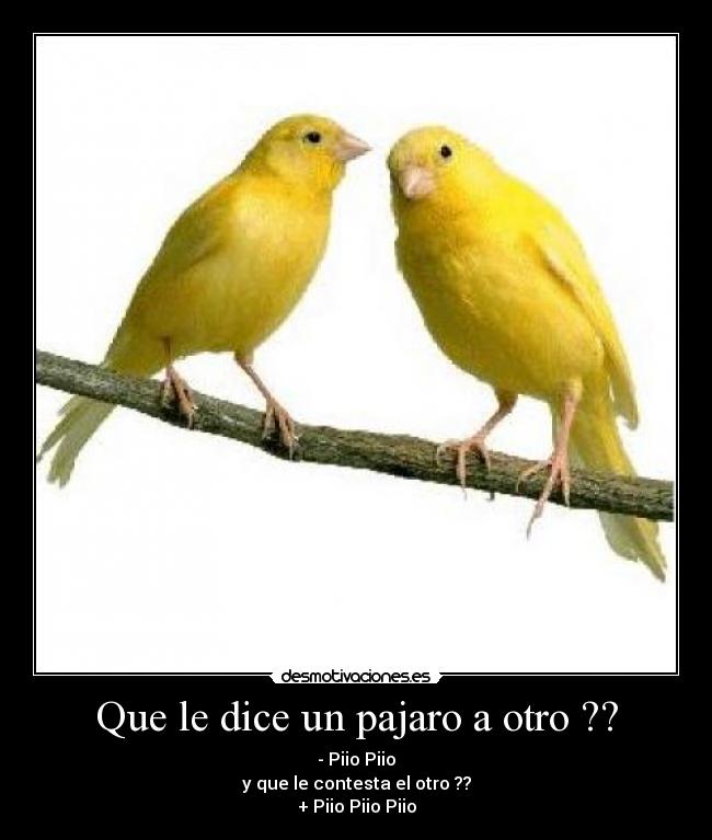 carteles pajaros desmotivaciones