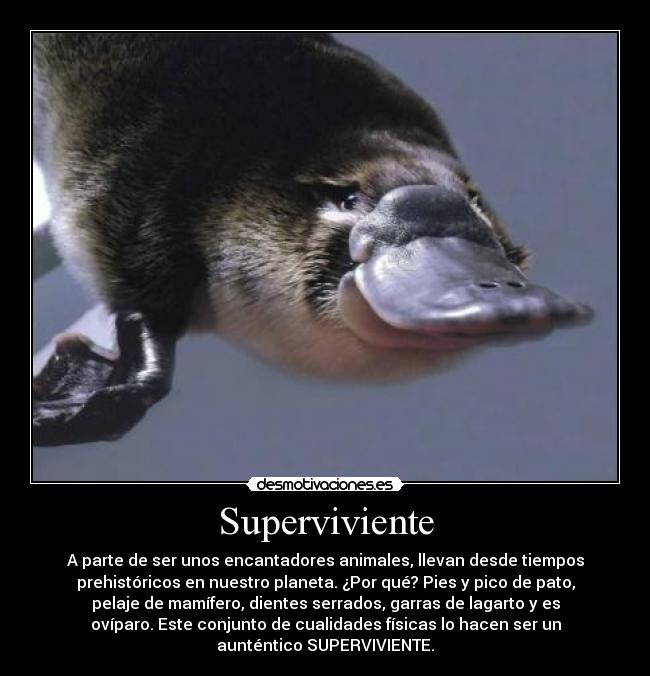 Superviviente - A parte de ser unos encantadores animales, llevan desde tiempos
prehistóricos en nuestro planeta. ¿Por qué? Pies y pico de pato,
pelaje de mamífero, dientes serrados, garras de lagarto y es
ovíparo. Este conjunto de cualidades físicas lo hacen ser un
aunténtico SUPERVIVIENTE.