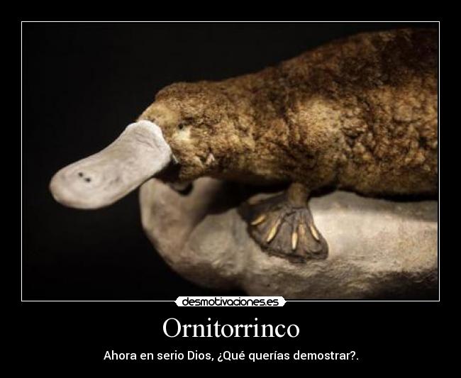 Ornitorrinco -