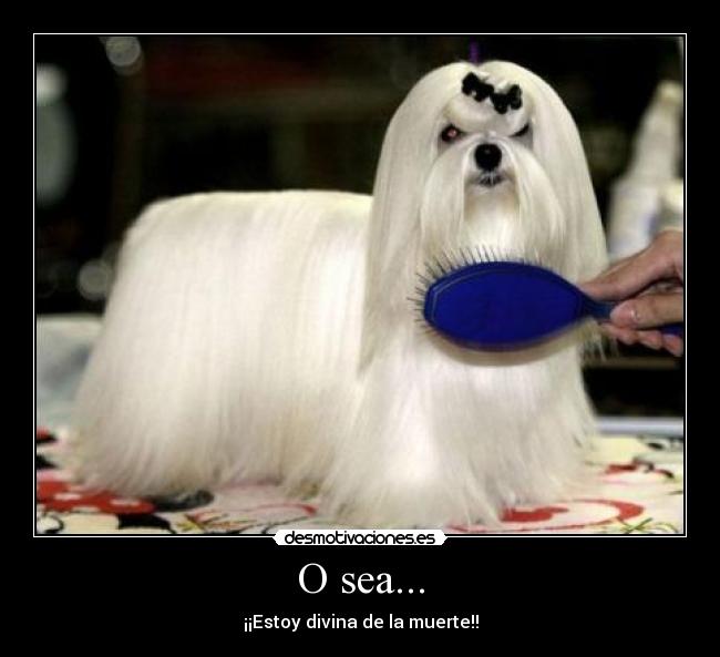 O sea... - ¡¡Estoy divina de la muerte!!