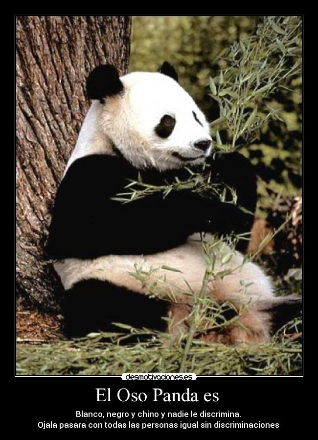El Oso Panda es - Blanco, negro y chino y nadie le discrimina.
Ojala pasara con todas las personas igual sin discriminaciones