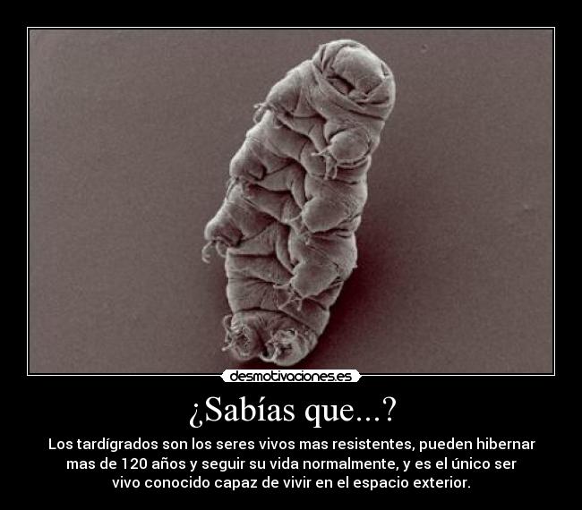 ¿Sabías que...? - Los tardígrados son los seres vivos mas resistentes, pueden hibernar
mas de 120 años y seguir su vida normalmente, y es el único ser
vivo conocido capaz de vivir en el espacio exterior.