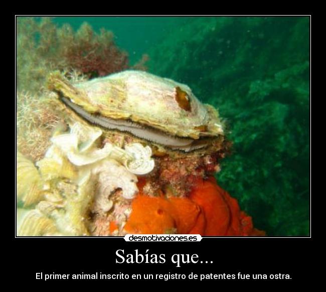 Sabías que... - El primer animal inscrito en un registro de patentes fue una ostra.