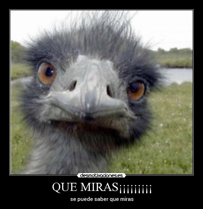 QUE MIRAS¡¡¡¡¡¡¡¡¡ - 