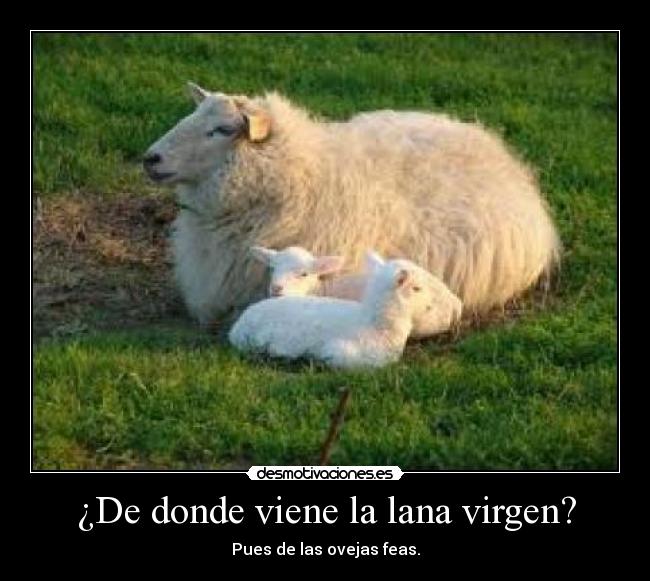 ¿De donde viene la lana virgen? -