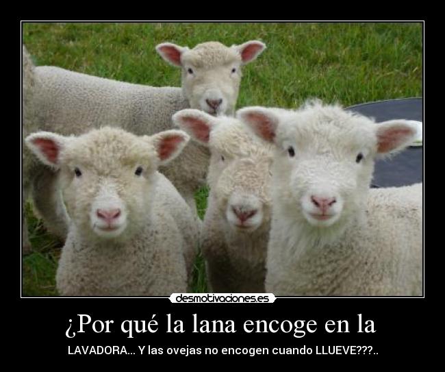 ¿Por qué la lana encoge en la -