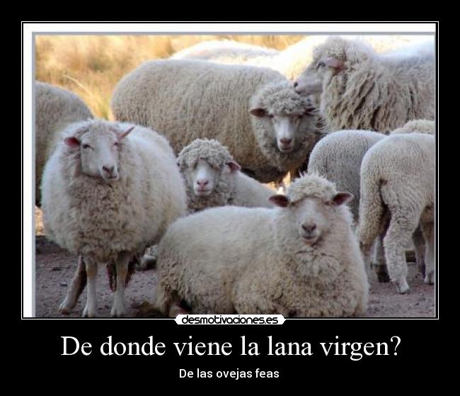 De donde viene la lana virgen? -