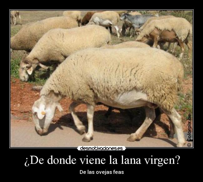 ¿De donde viene la lana virgen? - De las ovejas feas