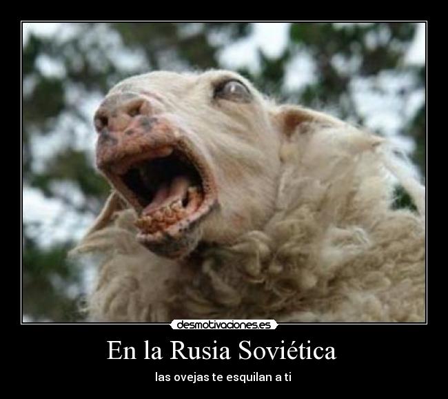 En la Rusia Soviética - las ovejas te esquilan a ti