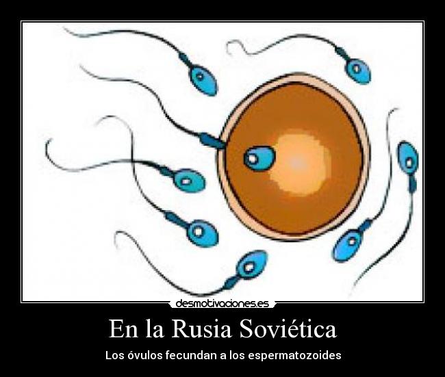 En la Rusia Soviética - Los óvulos fecundan a los espermatozoides